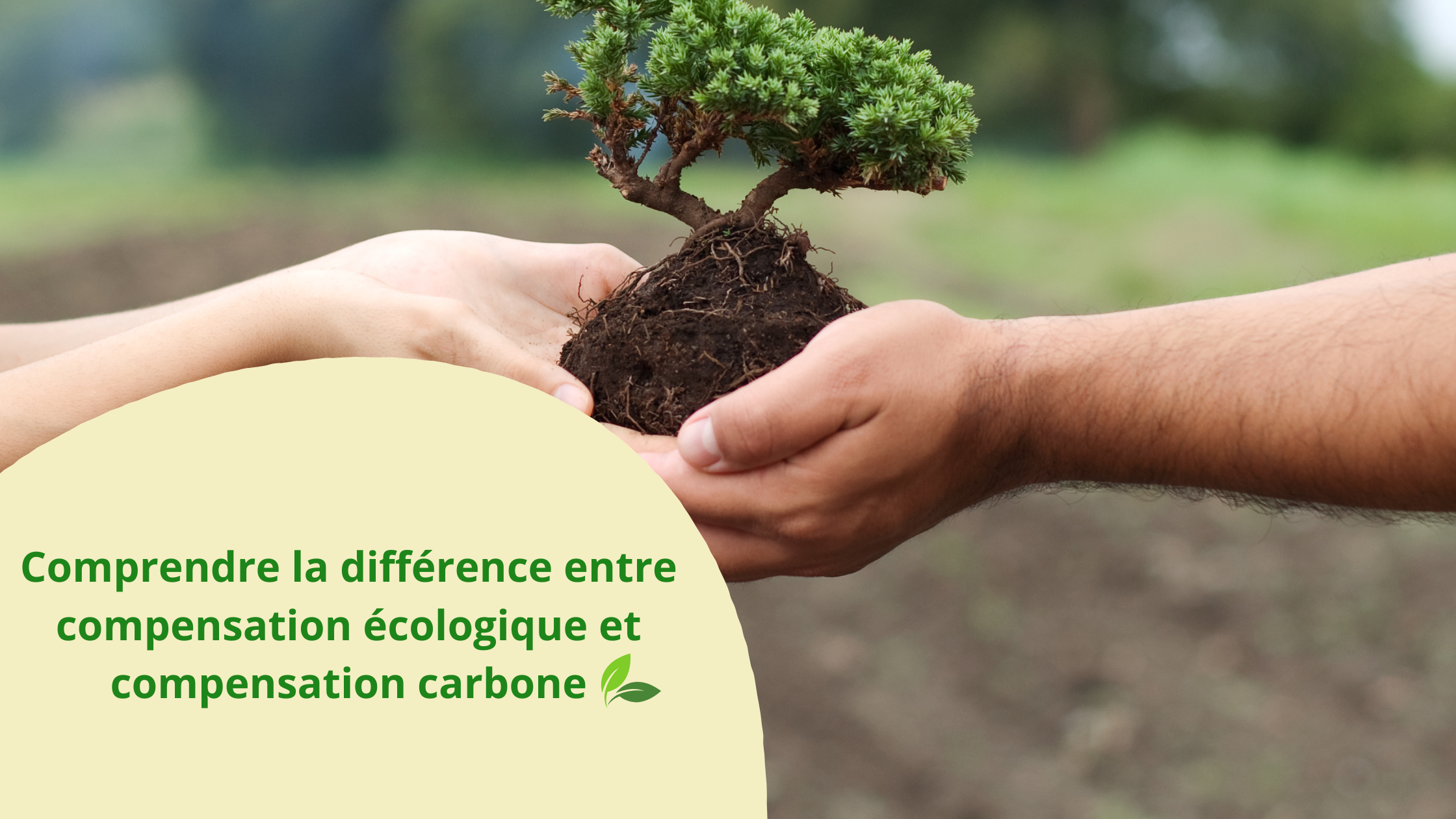 Image mise en avant pour Comprendre la différence entre compensation écologique et compensation carbone